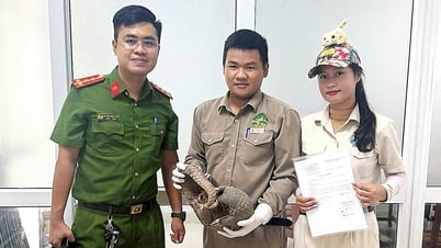 Đầu bếp nhà hàng ở Đà Nẵng mua tê tê quý hiếm, bị tạm giữ cùng 2 người bán