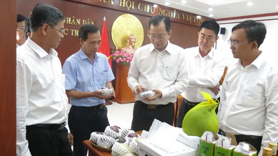 Đảm bảo tiêu chuẩn chất lượng trái vú sữa phục vụ thị trường xuất khẩu
