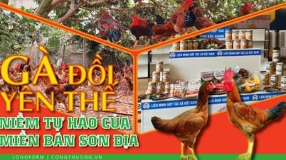 Longform | Gà đồi Yên Thế: Niềm tự hào của miền bán sơn địa 