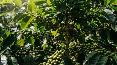 Precio del café hoy 24/7: Ambos tipos de cambio suben y bajan en direcciones opuestas, ¿brotarán los “brotes verdes” de la esperanza a largo plazo?