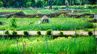 5 trải nghiệm du lịch làng rau Trà Quế - "Làng du lịch tốt nhất thế giới" của Việt Nam