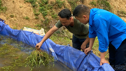Cá lúa cộng sinh, nhân đôi giá trị