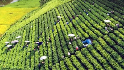 Văn nghệ Tuổi Hoa
