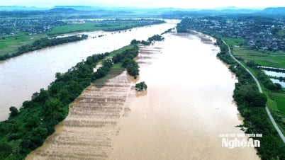Chính quyền xã Đại Đồng (Nghệ An) cùng người dân tìm phương án giải cứu đàn bò mắc kẹt ngoài bãi nổi sông Lam