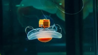 Biến sứa thành robot sinh học: Từ viễn tưởng đến hiện thực
