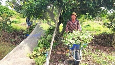 Nhãn rớt giá, nhà vườn "héo ruột"