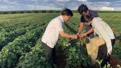 Une série de projets agricoles rencontrent des difficultés, les dirigeants provinciaux de Gia Lai demandent de les résoudre