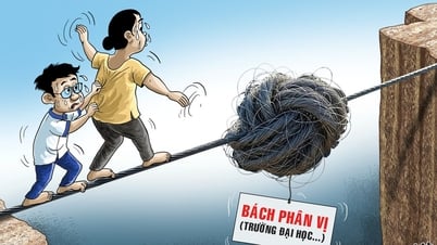 Trường đại học cũng rối với bách phân vị
