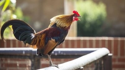 Vì sao gà gáy to như còi xe tải mà không bị điếc?