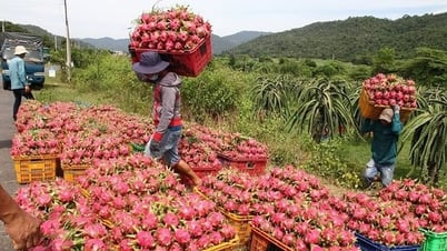 Gỡ vướng cho thanh long, hồ tiêu xuất khẩu