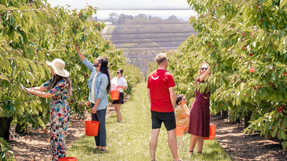 Trải nghiệm hái Cherry ở Ballarat Úc: Hoạt động độc đáo không thể bỏ lỡ