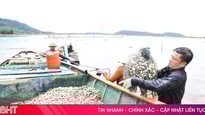 Vựa ngao Mai Phụ hối hả thu hoạch