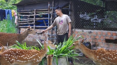 Nuôi động vật rừng mang lại hiệu quả kinh tế
