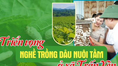 Triển vọng nghề trồng dâu nuôi tằm ở xã Trấn Yên