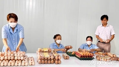 Thành công với mô hình nuôi gà ác đẻ trứng