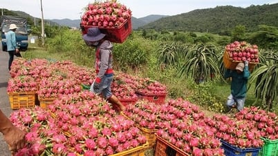 Thủ tướng chỉ đạo gỡ vướng cho thanh long, hồ tiêu xuất khẩu