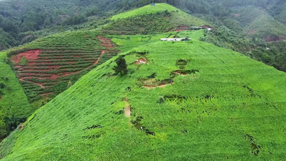 Người mang cây su su phủ xanh đồi trọc