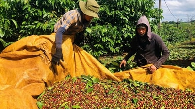 Giá cà phê hôm nay 25/7/2025: Tiếp tục tăng nhẹ