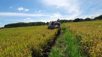 Vụ Hè Thu năm 2025: Giá lúa bình ổn nhưng lợi nhuận giảm