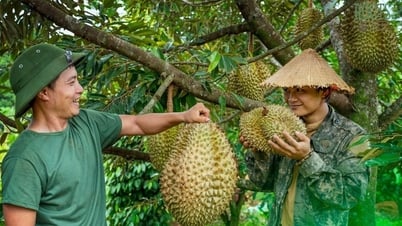 Sầu riêng Việt Nam phục hồi xuất khẩu sang Trung Quốc