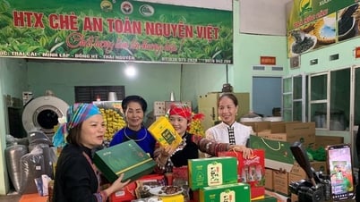 Chè Thái bứt phá nhờ ứng dụng khoa học công nghệ