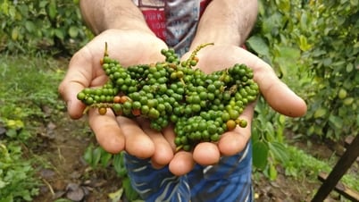 Giá tiêu hôm nay 26/7/2025: Gia Lai giảm nhẹ