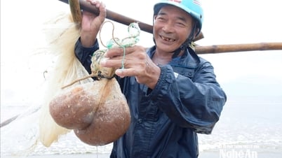 Sau bão, người dân 'đẩy ruốc' ở Nghệ An phấn khởi vì được mùa, được giá
