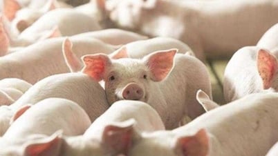 Pig price on July 26, 2025: Many localities continue to slightly adjust downwards