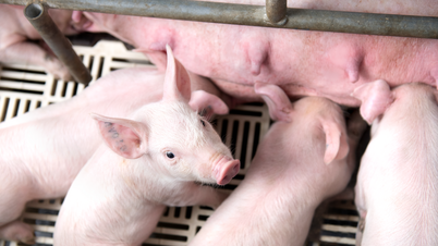 Giá heo hơi hôm nay 26/7/2025: Giảm sâu, chạm đáy 59.000 đồng/kg