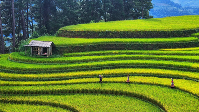 Mùa lúa xanh ở Mù Cang Chải
