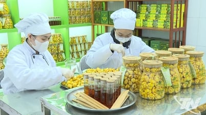Chè hoa vàng - Tinh hoa của núi rừng