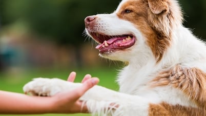 Nuôi thú cưng, cô gái bị nhiễm cùng lúc 2 loại ký sinh trùng