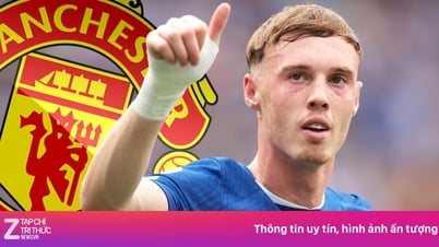 Palmer được khuyên về MU