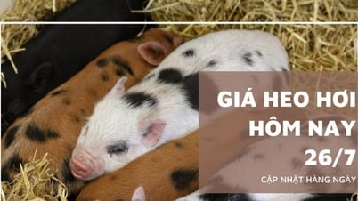 Giá heo hơi hôm nay 26/7: Tiếp đà giảm trên cả nước
