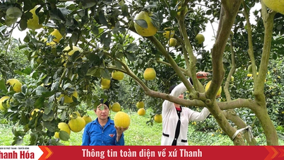 Vân Du phát triển cây ăn quả theo hướng công nghệ cao