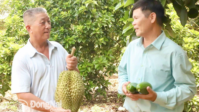 Nông dân sản xuất giỏi, tích cực xây dựng nông thôn mới