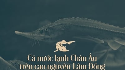 Cá nước lạnh Châu Âu trên cao nguyên Lâm Đồng