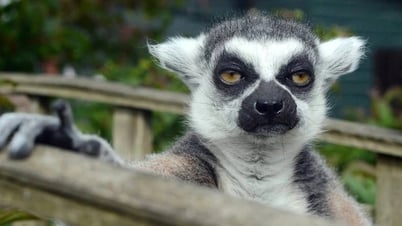 Vượn cáo và bí mật dùng chất độc để thư giãn