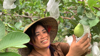Giúp nhiều hộ dân thoát nghèo nhờ trồng ổi lê Đài Loan trên đất đồi nắng gió