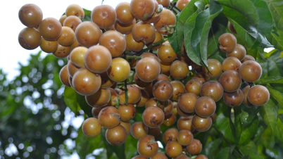 Hồng bì xứ Mường vào mùa quả mọng