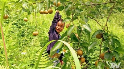 Lê Nà Pài - quả ngọt vùng cao
