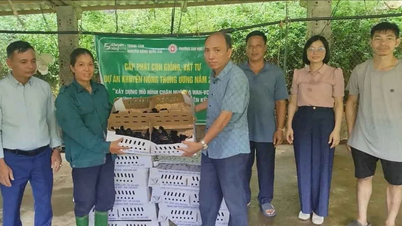 Hỗ trợ giống và vật tư cho mô hình chăn nuôi gà đạt chuẩn VietGAHP