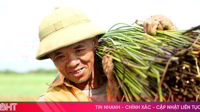 Nông dân “ốc đảo” Hồng Lam phấn khởi thu hoạch cói