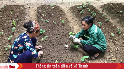Mở ra “không gian” phát triển dược liệu dưới tán rừng