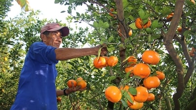 Nhiều giải pháp và tầm nhìn dài hạn trong phát triển kinh tế - xã hội