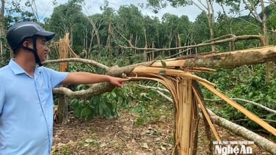 Nghe An៖ ដើម​កៅស៊ូ​បាន​ធ្លាក់​ច្រើន​ដោយសារ​ខ្យល់​ព្យុះ​ភ្លាមៗ លក់​តម្លៃ​ស្មើ​នឹង​អុស