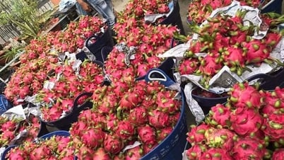 Cấp thiết minh bạch biện pháp SPS trong xuất khẩu thực phẩm
