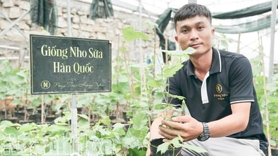 Tống Minh Hoàng và khát vọng nâng tầm giá trị cây nho