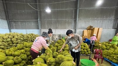 Làm gì để sầu riêng thơm ngon: Kinh nghiệm từ nhà vườn