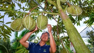 Trung Quốc tự trồng sầu riêng, kết quả ra sao?